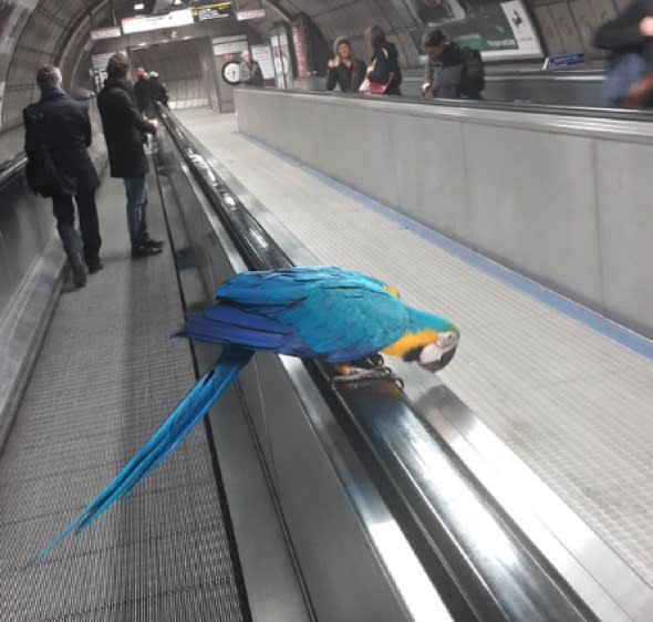Mystery parrot spotted riding London Underground escalator