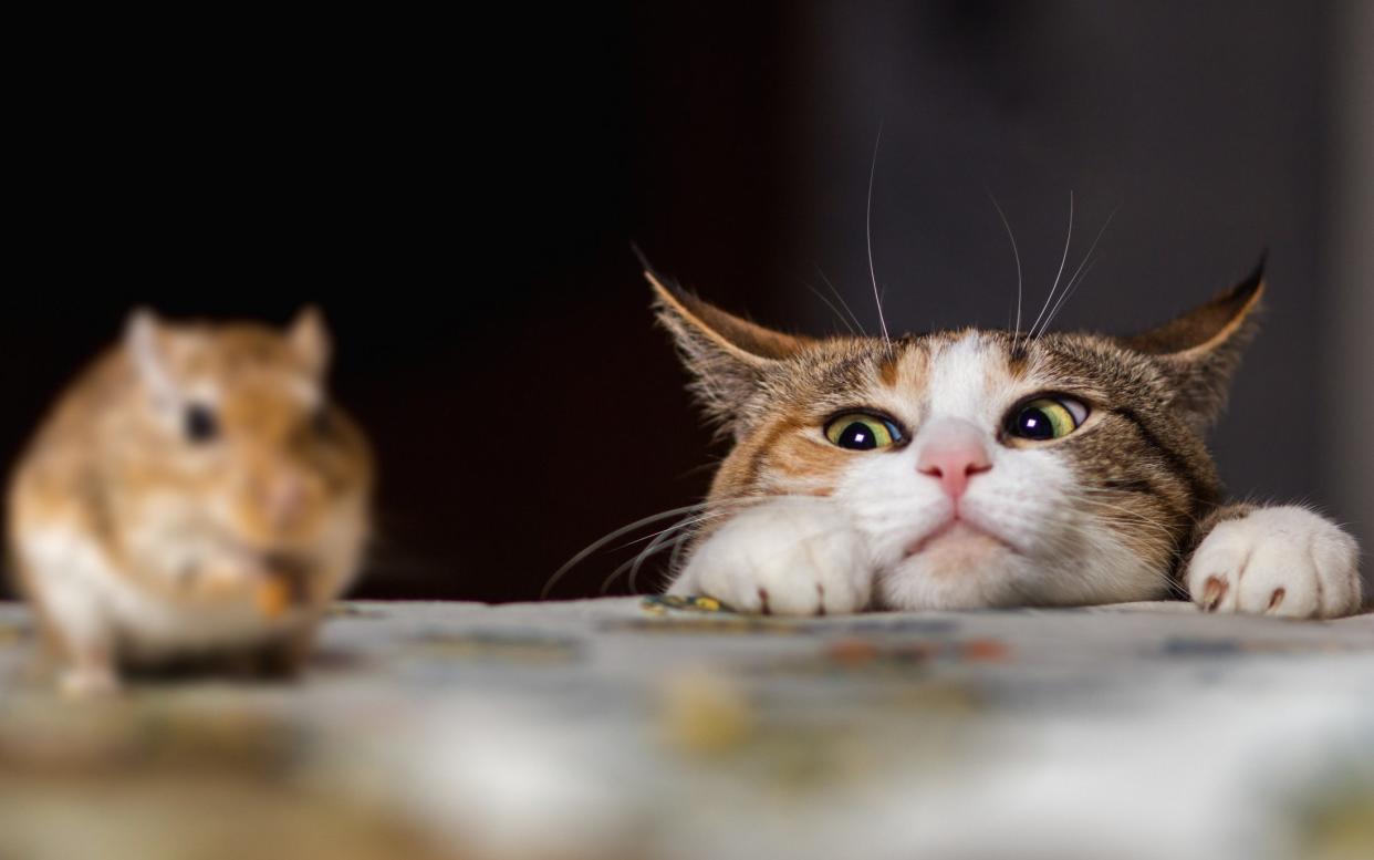 Cat playing with a mouse on a table