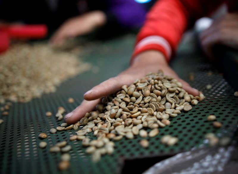 FILE PHOTO: Workers sort arabica green coffee beans at a coffee mill in Pangalengan, West Java