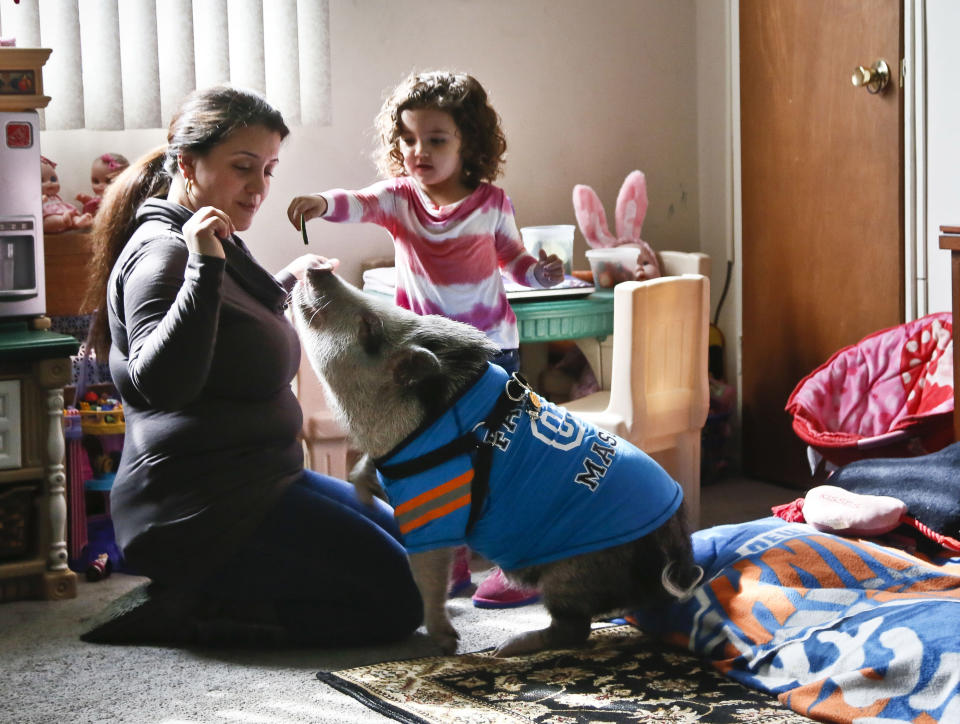 Danielle Forgione and her daughter, Olivia, 3, play with Petey, the family's pet pig, on Thursday, March 21, 2013, in the Queens borough of New York. Forgione is scrambling to sell her second-floor apartment after a neighbor complained about 1-year-old Petey the pig to the co-op board. In November and December she was issued city animal violations and in January was told by both the city and her management office that she needed to get rid of the pig. (AP Photo/Bebeto Matthews)