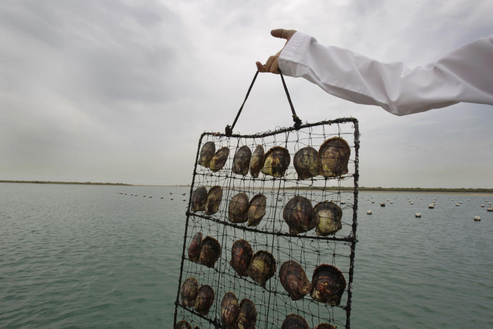 In this Wednesday, April 4, 2012 photo, a worker holds a net of oyster shells that are growing cultured pearls at a sea farm in Ras al-Khaimah, United Arab Emirates. The oysters stay in the sea for up to one year. Long before the discovery of oil transformed the Gulf, the region's pearl divers were a mainstay of the economy. Their way of life, however, also was changed forever after Japanese researchers learned how to grow cultured pearls in 1930s. Now a collaboration between pearl traders in Japan and the United Arab Emirates had brought oyster farming to the UAE for the first time. (AP Photo/Kamran Jebreili)