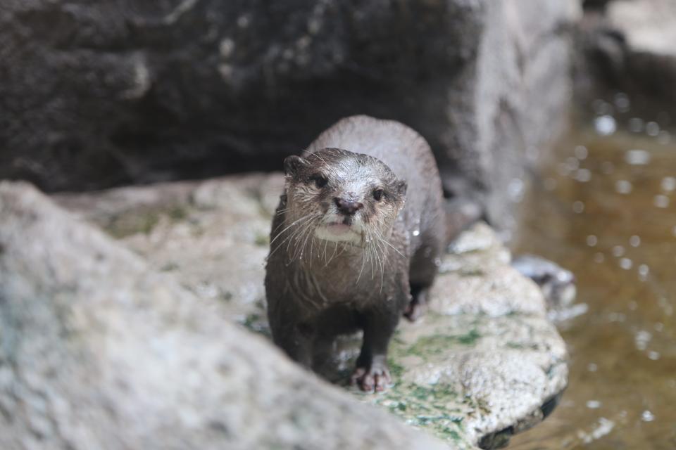 Otters remains popular at the North Carolina Aquarium at Fort Fisher.