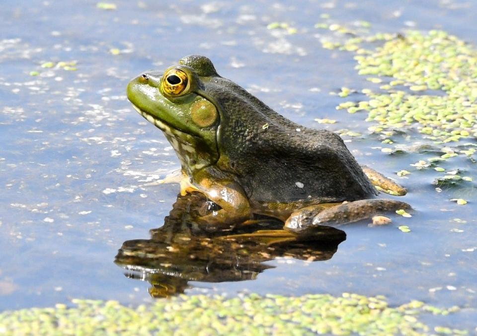 A bullfrog wades a in wetland in Buchanan County’s Crumbacher Wildlife Area.