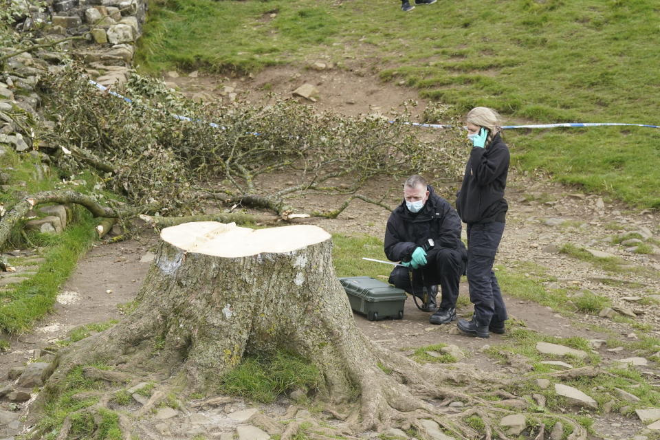 Forensic investigators from Northumbria Police examine the felled Sycamore Gap tree, in Northumberland, England, Friday Sept. 29, 2023. A 16-year-old boy has been arrested on suspicion of causing criminal damage in connection with the cutting down of one of the UK's most photographed trees. (Owen Humphreys/PA via AP)