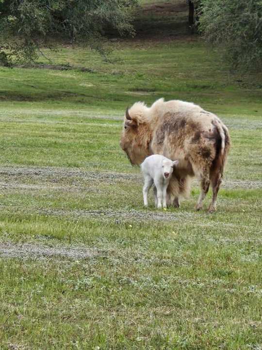 Wagon Springs Ranch welcomed Unatsi last week, a rare white bison calf. (Courtesy: Carl Chambers)