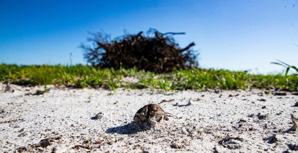 An orange decomposes in front of a pile of dead trees on Frank Green’s  Alva property on Tuesday, June, 7, 2022. The trees have citrus greening. The disease is greatly affecting  Florida and Southwest Florida citrus growers. 