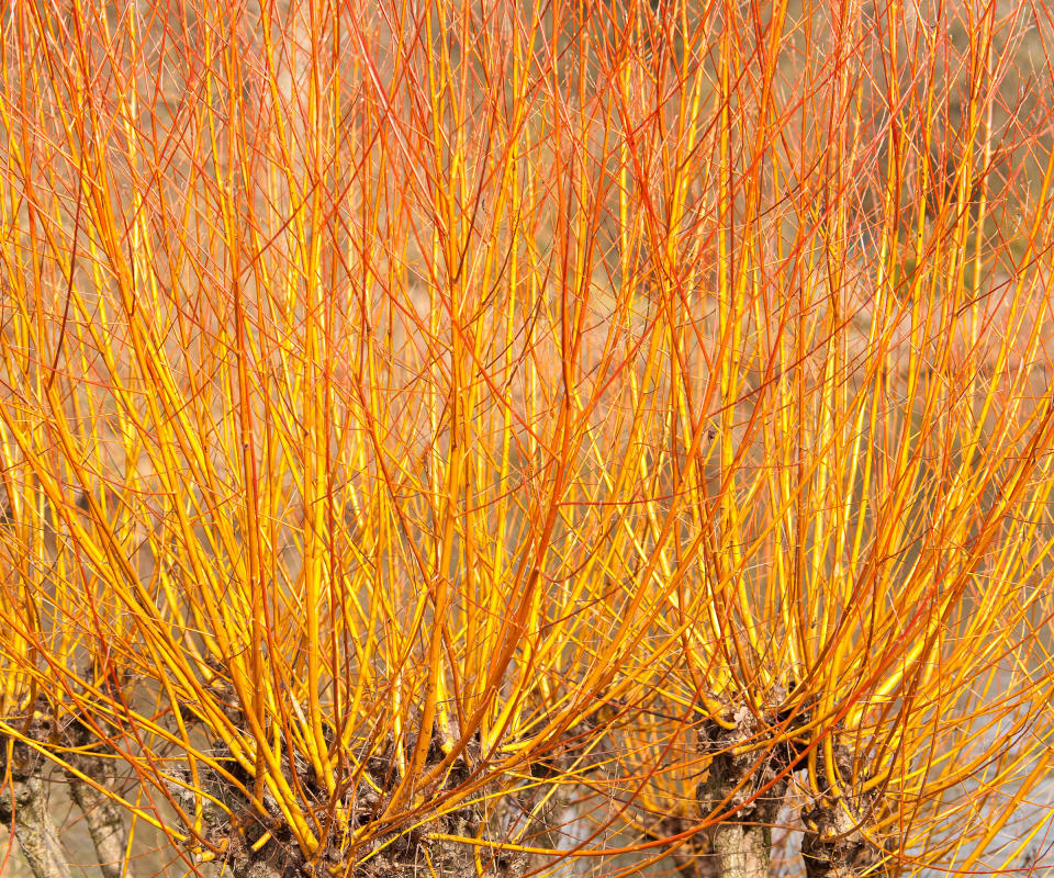 plants for wet soil salix Yelverton showing winter color