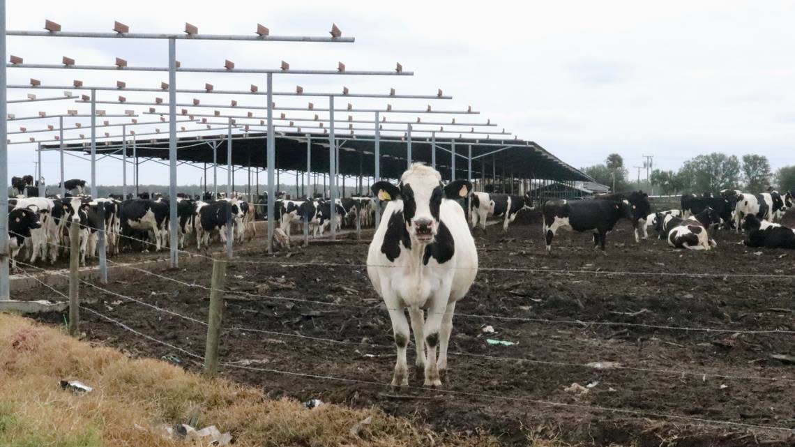 Jerry Dakin says it will take years for Dakin Dairy Farms, 30771 Betts Road, Myakka City, shown Jan. 26, 2023, to recover from the damage caused by Hurricane Ian in September 2022. Many barns there are missing their roofs.