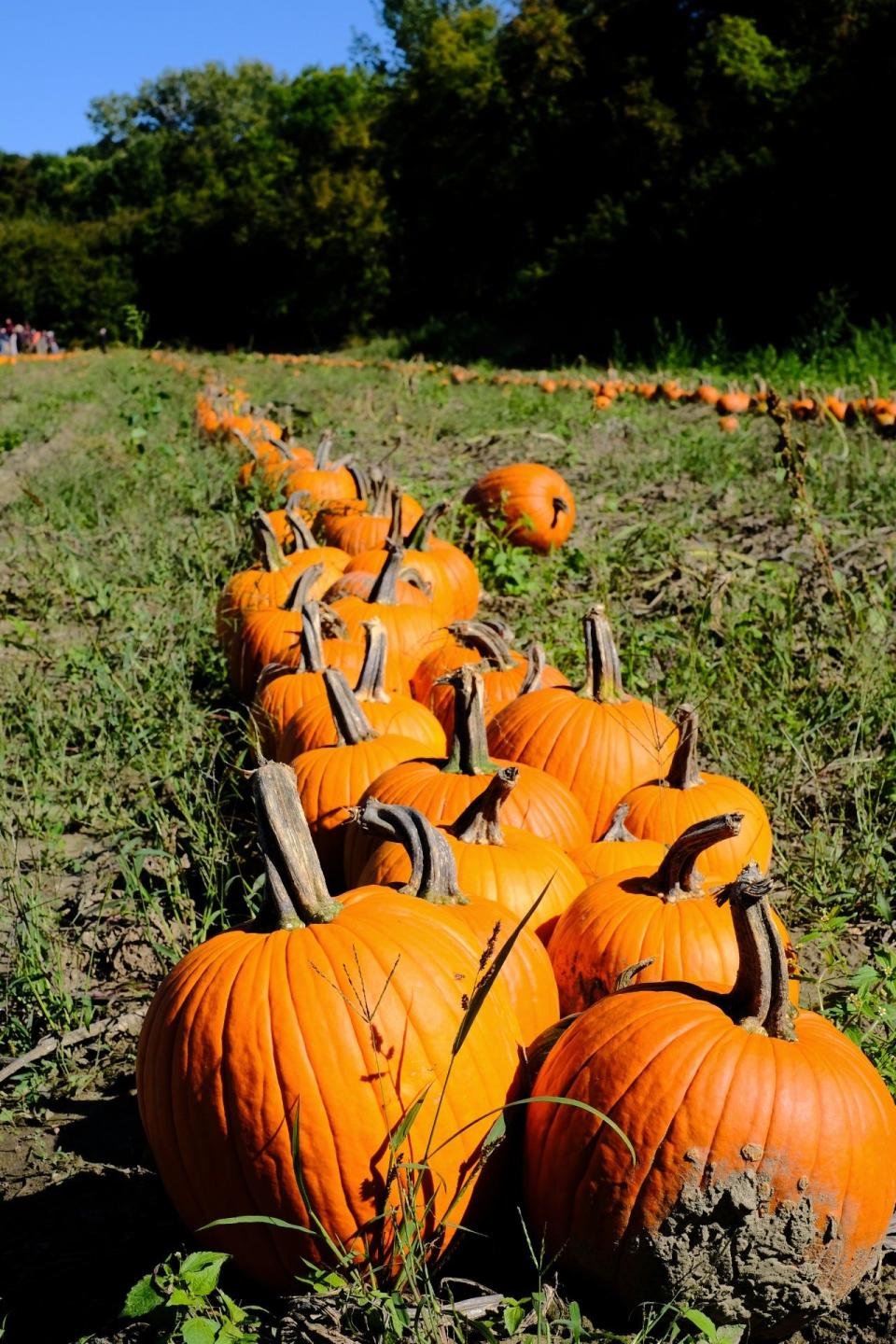 Pumpkins are lined up, waiting to be selected, on a field on the Intervale on Saturday, Oct. 5, 2019.