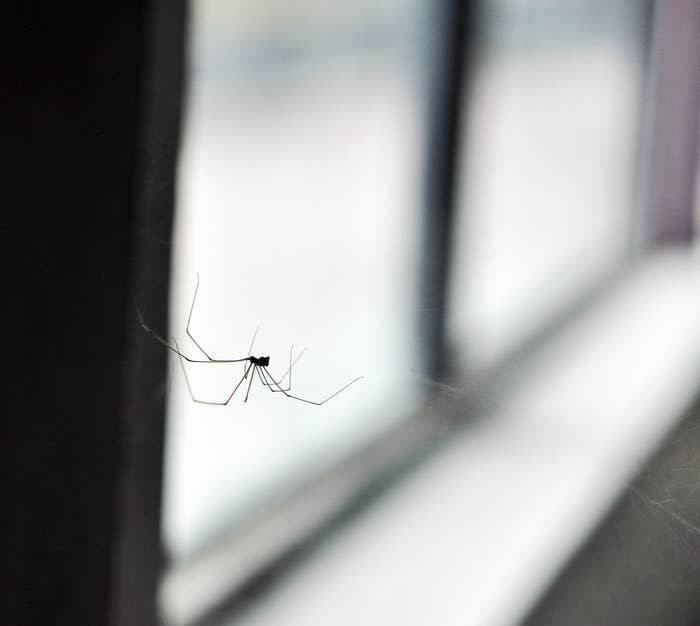 Spider hanging from its web near a window, silhouetted against soft light