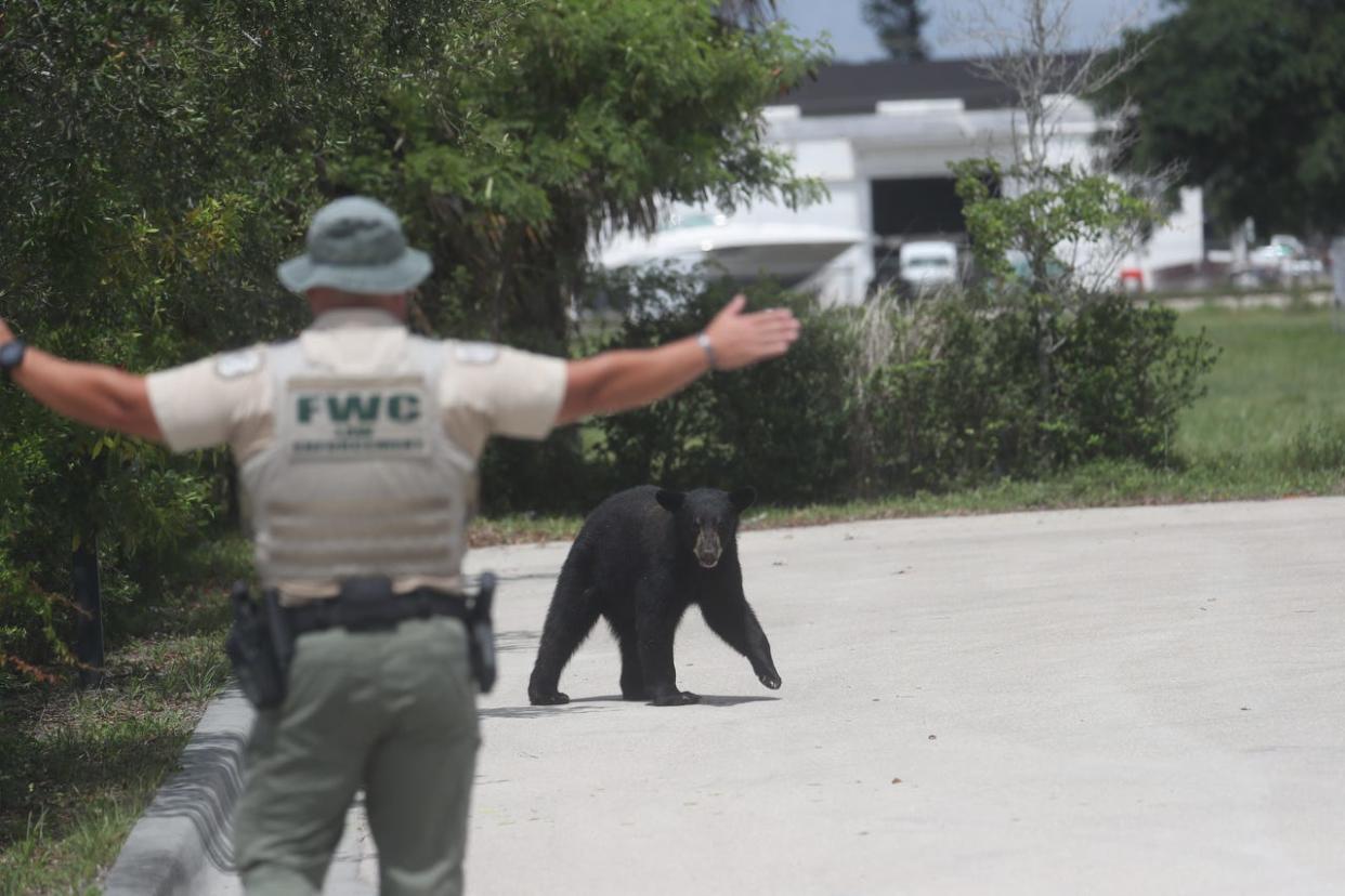 A juvenile black bear spent the morning, Tuesday, May 25, 2020 roaming through Fort Myers. It was eventually tracked down by members of the Florida Fish and Wildlife Conservation Commission and a bear trapper at Cement Industries on Hanson Street in Fort Myers. After several tries, the bear was captured. The FWC says it will be relocate. Bears are on the move this time of year looking for mates among other things. 