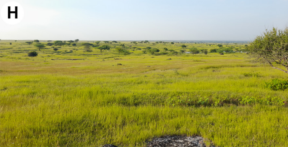 The grassland of Maharashtra where the Maldhok palp-footed spider was discovered.