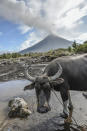 <p>Water buffalos roam a swamp as Mount Mayon spews smoke as seen from Guinobatan, Albay province, Philippines, Jan. 25, 2018. (Photo: Ezra Acayan/NurPhoto via Getty Images) </p>