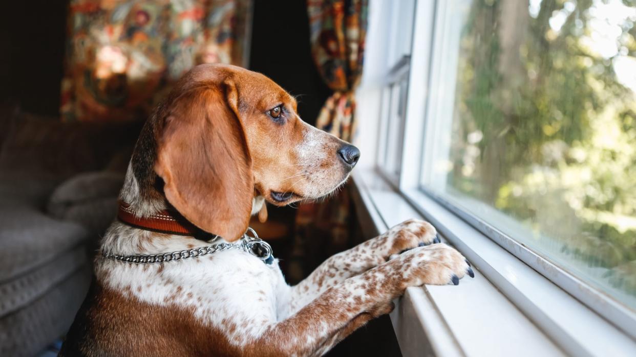  Ways to keep your pet entertained when you're not there — dog looking out a window . 