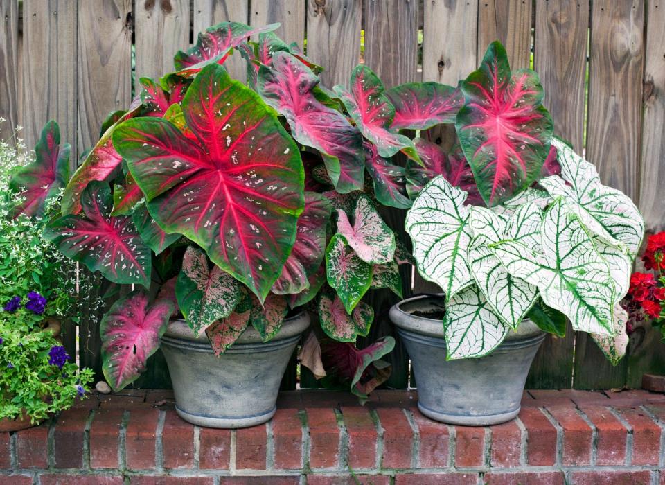 how to grow caladiums heart of jesus angel's wings caladium w raindrops