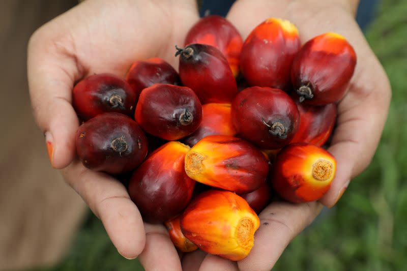 FILE PHOTO: A Sime Darby Plantation worker shows palm oil fruits at a plantation in Pulau Carey