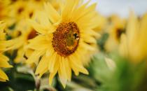 <p>Sunflowers bring instant cheer, especially for Leos. Much like a crackling fire, Leos are warm, passionate and dynamic. Why not brighten up a Leo in your life with these beautiful blooms. They're certain to spruce up even the darkest of corners...</p><p><a class="link " href="https://go.redirectingat.com?id=127X1599956&url=https%3A%2F%2Fwww.serenataflowers.com%2Fen%2Fuk%2Fflowers%2Fnext-day-delivery%2Fproduct%2F110301%2Famber-vixen&sref=https%3A%2F%2Fwww.housebeautiful.com%2Fuk%2Fgarden%2Fplants%2Fg33666571%2Fflowers-zodiac-sign%2F" rel="nofollow noopener" target="_blank" data-ylk="slk:BUY NOW VIA SERENATA FLOWERS;elm:context_link;itc:0;sec:content-canvas">BUY NOW VIA SERENATA FLOWERS</a> </p>