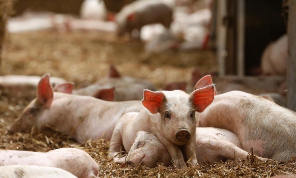 Piglets in straw