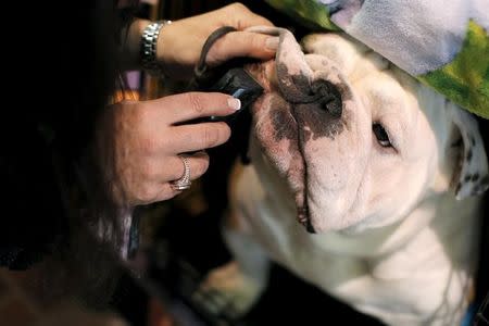 Lanny, an English Bulldog from Syracuse, New York is groomed before being judged at the 2016 Westminster Kennel Club Dog Show sits before judging in the Manhattan borough of New York City, February 15, 2016. REUTERS/Mike Segar