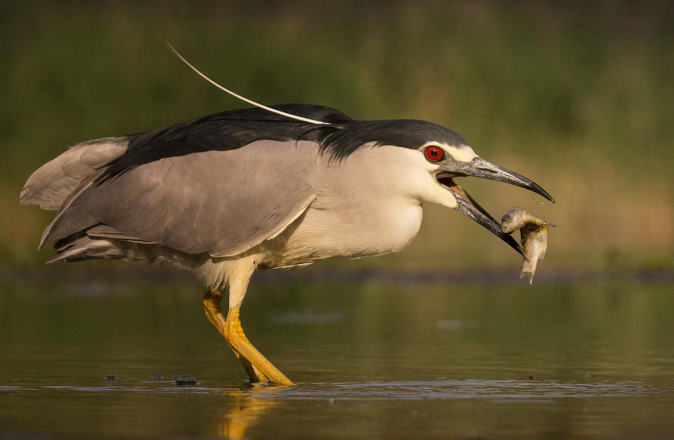 Ian Stone from Folkestone, Kent, took this picture of a heron eating a fish in Hungary.