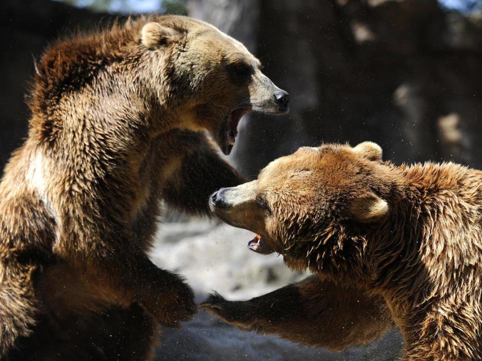 Grizzly bear brawling at Yellowstone Park (Getty)