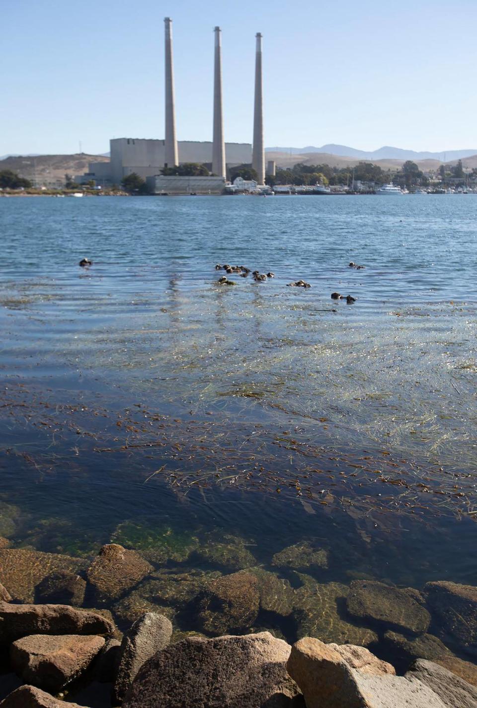 Sea otters rest in a kelp bed in the Morro Bay Harbor near Morro Rock. The U.S. Fish and Wildlife Service found that southern sea otters remain a threatened species.