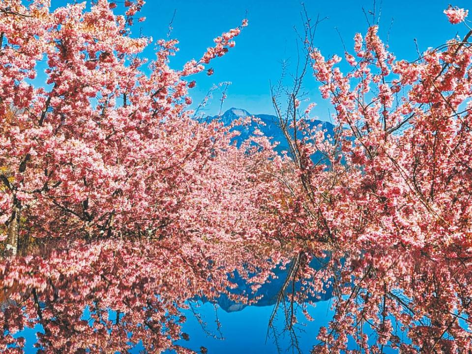 福壽山千櫻園粉紅系櫻花目前盛開中，預估賞花期將持續至本周。（福壽山農場提供／陳淑娥台中傳真）