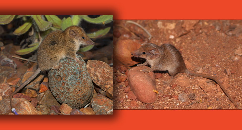 The cracking-clay Pilbara planigale (right) is smaller than the range-headed Pilbara planigale (left). 