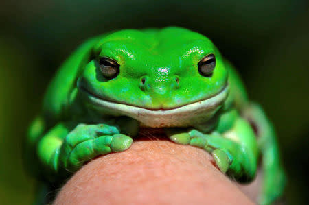 An Australian Green Tree frog named "Godzilla" sits on the hand of Kathy Potter of the Frog and Toad Study Group during the launch of the Australian Museum's national frog count phone app called "FrogID" in Sydney, Australia, November 10, 2017. REUTERS/David Gray