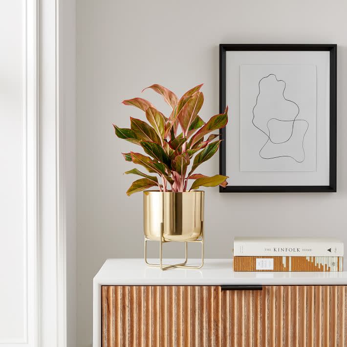 <p><a href="https://go.redirectingat.com?id=74968X1596630&url=https%3A%2F%2Fwww.westelm.com%2Fproducts%2Flive-6-aglaonema-plant-d10293&sref=https%3A%2F%2Fwww.cosmopolitan.com%2Flifestyle%2Fg43685767%2Fbest-indoor-trees-and-plants%2F" rel="nofollow noopener" target="_blank" data-ylk="slk:Shop Now;elm:context_link;itc:0;sec:content-canvas" class="link ">Shop Now</a></p><p>Live Aglaonema Plant</p><p>$39.00</p><p>westelm.com</p><span class="copyright">West Elm</span>