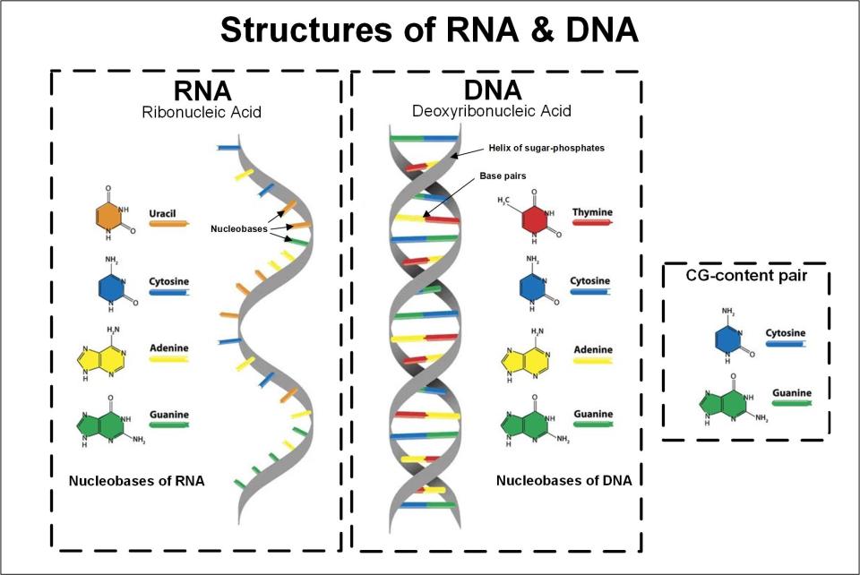 DNA