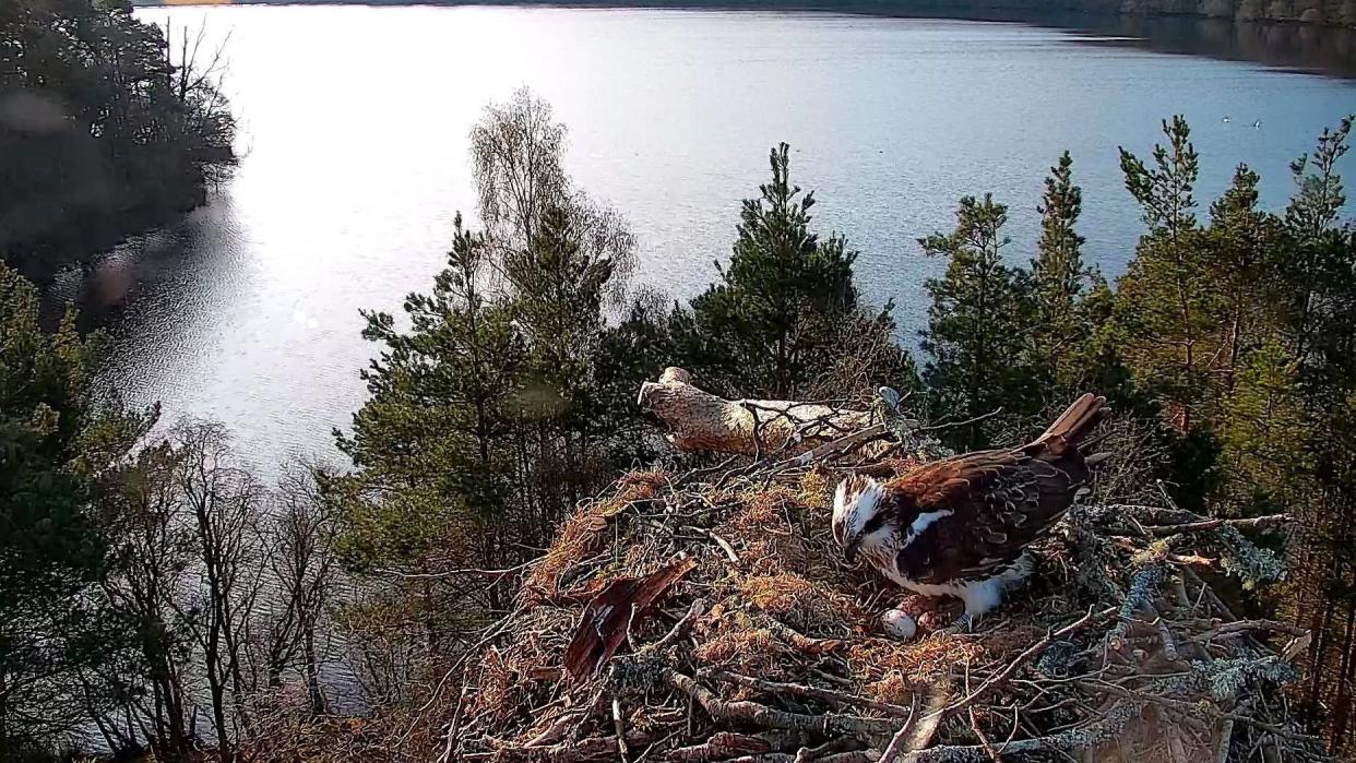 Female Osprey Lays Third Egg Of The Season At Loch Reserve