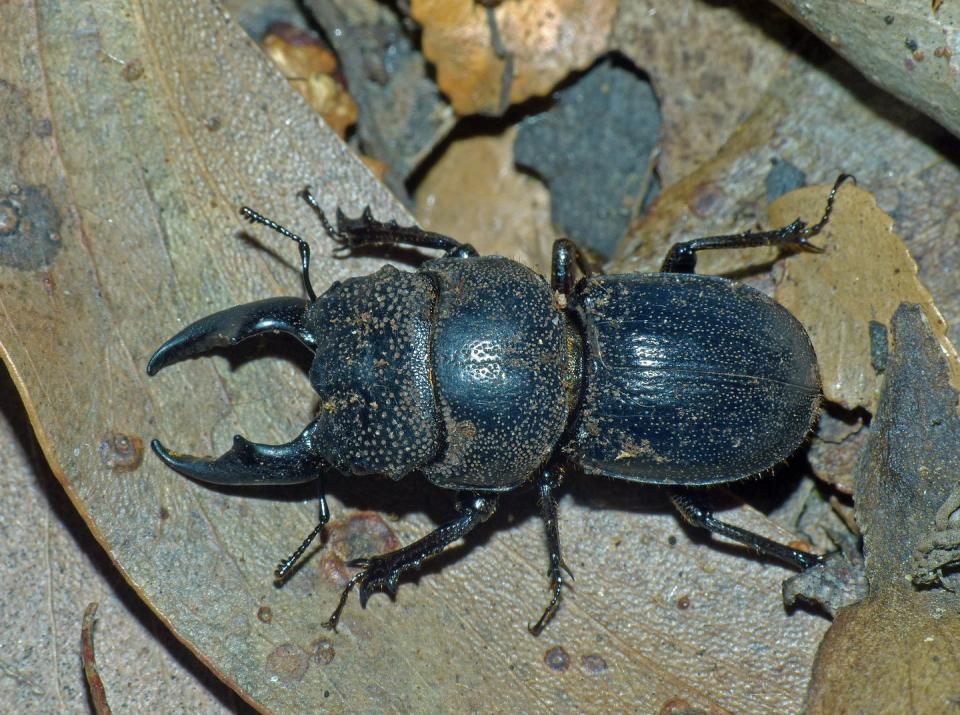 <span class="caption">Simson’s stag beetle.</span> <span class="attribution"><span class="source">Simon Grove</span></span>