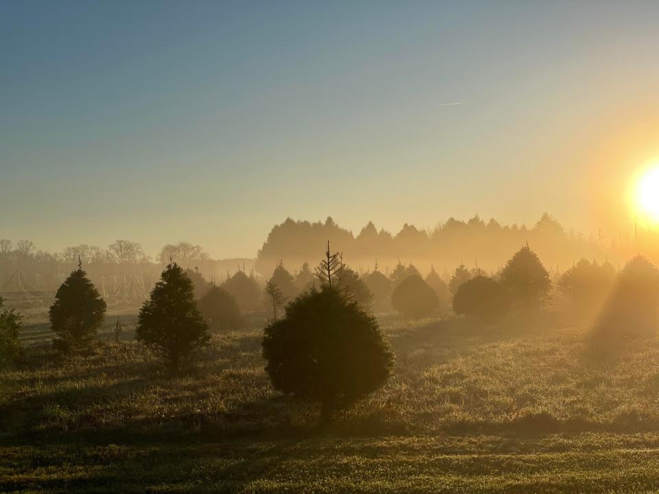 Barclay's Tree Farm in Cranbury.