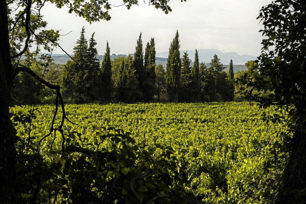 Le vignoble Côtes-du-Rhône de Vacqueyras, près d'Avignon.  - Credit:DR MICHEL LABELLE