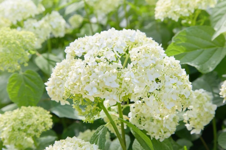 Smooth Hydrangea