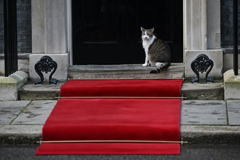 Larry sur les marches du 10 Downing Street à Londres le 23 novembre 2022 (JUSTIN TALLIS)