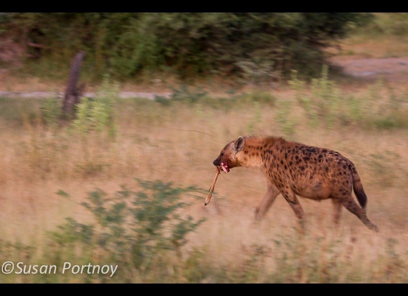 I'm not a fan of hyenas. They're fascinating to watch but they're a little creepy. If they were a character in a film they'd be played by the likes of Steve Buschemi. This early morning scavenger scored with an impala leg.     © Susan Portnoy  Mombo Camp, Botswana