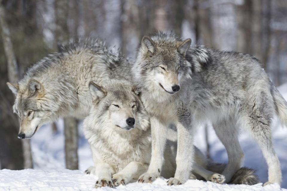 Wölfe sind meist ein Leben lang monogam. Ein Wolfsrudel ähnelt in der freien Wildbahn unserer klassischen Familie. Die Eltern bilden das Familienoberhaupt und kümmern sich um Futter und Schutz. Dabei weisen sie auch ihren jungen Sprösslingen verschiedene Aufgaben zu. Ist der Nachwuchs etwa zwei Jahre alt, jagen die Eltern ihn davon, damit er selbst einen Partner findet und eine Rudelfamilie gründet. (Bild: iStock / karlumbriaco)