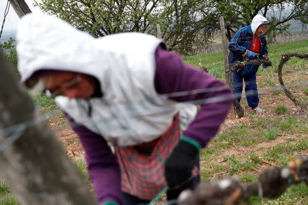 Workers adjust vines in a vineyard in Mad, Hungary, April 12, 2019. REUTERS/Bernadett Szabo