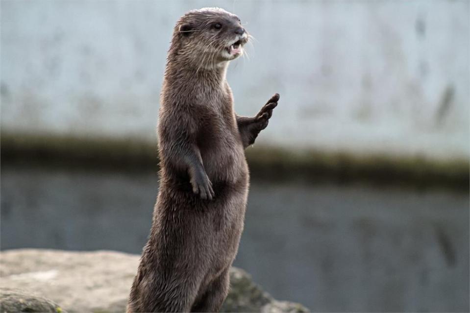 這隻巨鳥是工讀生！英國動物園徵「海鷗威攝俠」　首要條件恥力要夠