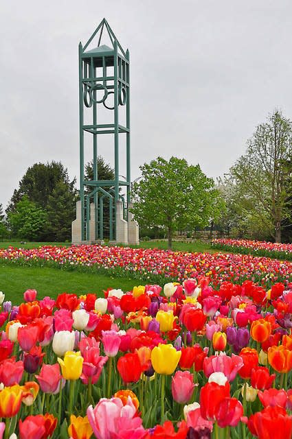 Tulips bloom last year in the Campanile Garden at Reiman Gardens. Photo courtesy of Reiman Gardens