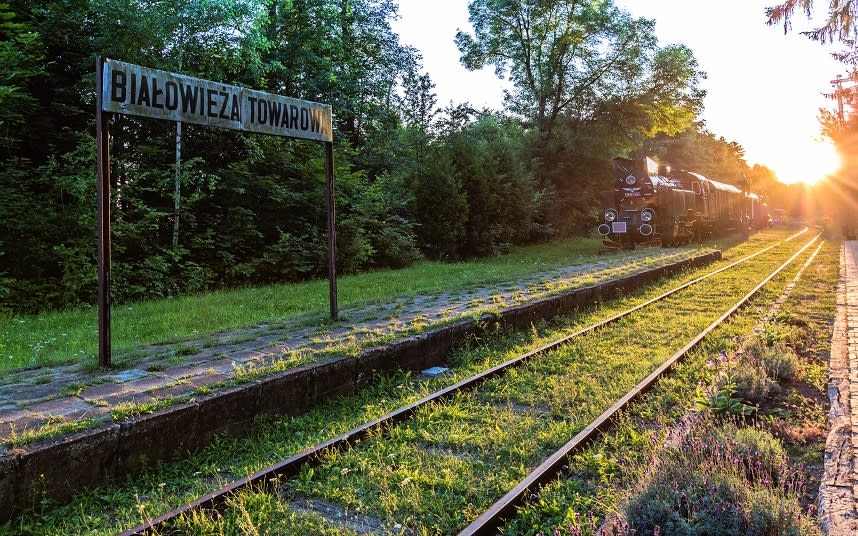 In episode four, Ash ventures into Białowieża Forest in Belarus - © Maria Swärd