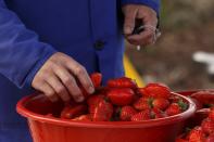 Strawberry farmer Li Zimin arranges his fruit for sale at his farm where sales have been severely affected by the coronavirus outbreak in Jiujiang