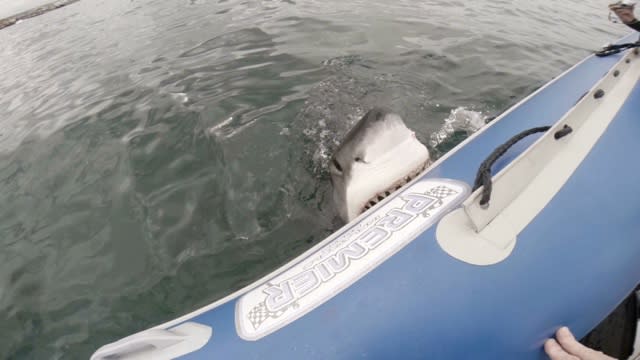 Great white shark attacks inflatable boat terrifying tourists