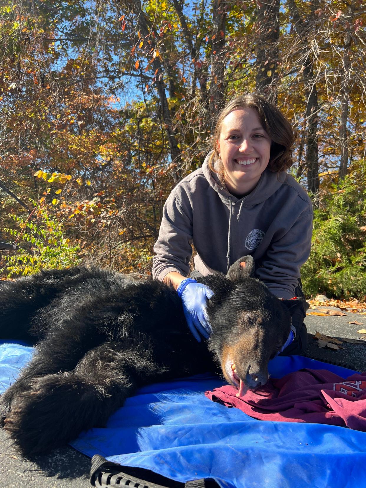 Tennessee Wildlife Resources Agency Black Bear Support Biologist Janelle Musser with a sedated bear in East Tennessee. The bear was trapped to be relocated to Cherokee National Forest because the animal had become a nuisance to a local farmer.
