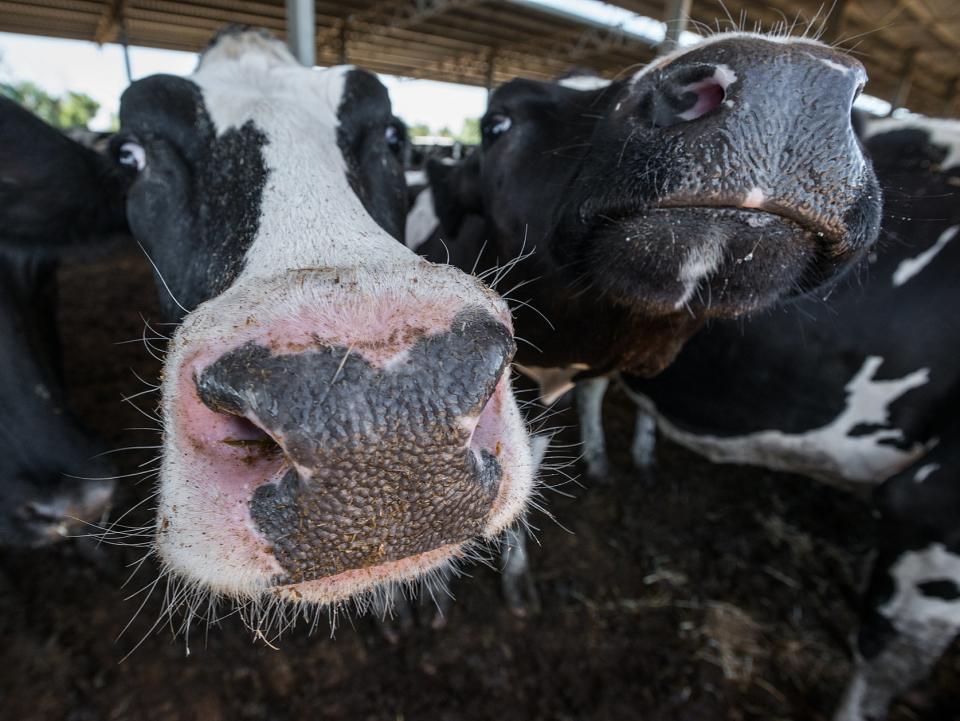 Cattle in Australia are fed growth-promoting hormones that are banned in Britain (Jo-Anne McArthur / We Animals Media)