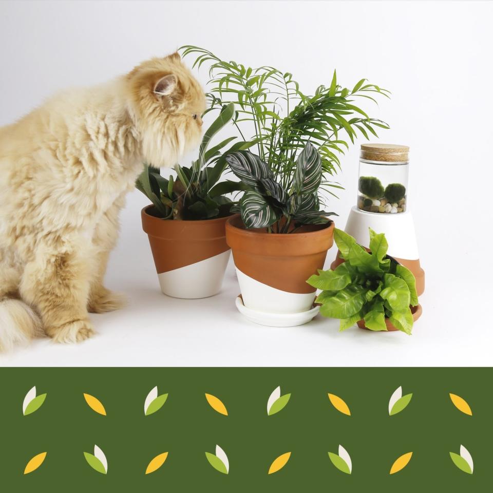 Who says you need a green thumb to keep your home looking like a thoughtfully curated jungle? This monthly subscription service will cure all your plant woes by delivering gorgeous, nontoxic plants right to your doorstep. Truly the gift that keeps on giving.
SHOP NOW: Pet friendly US (monthly) by Horti, $35, heyhorti.com.