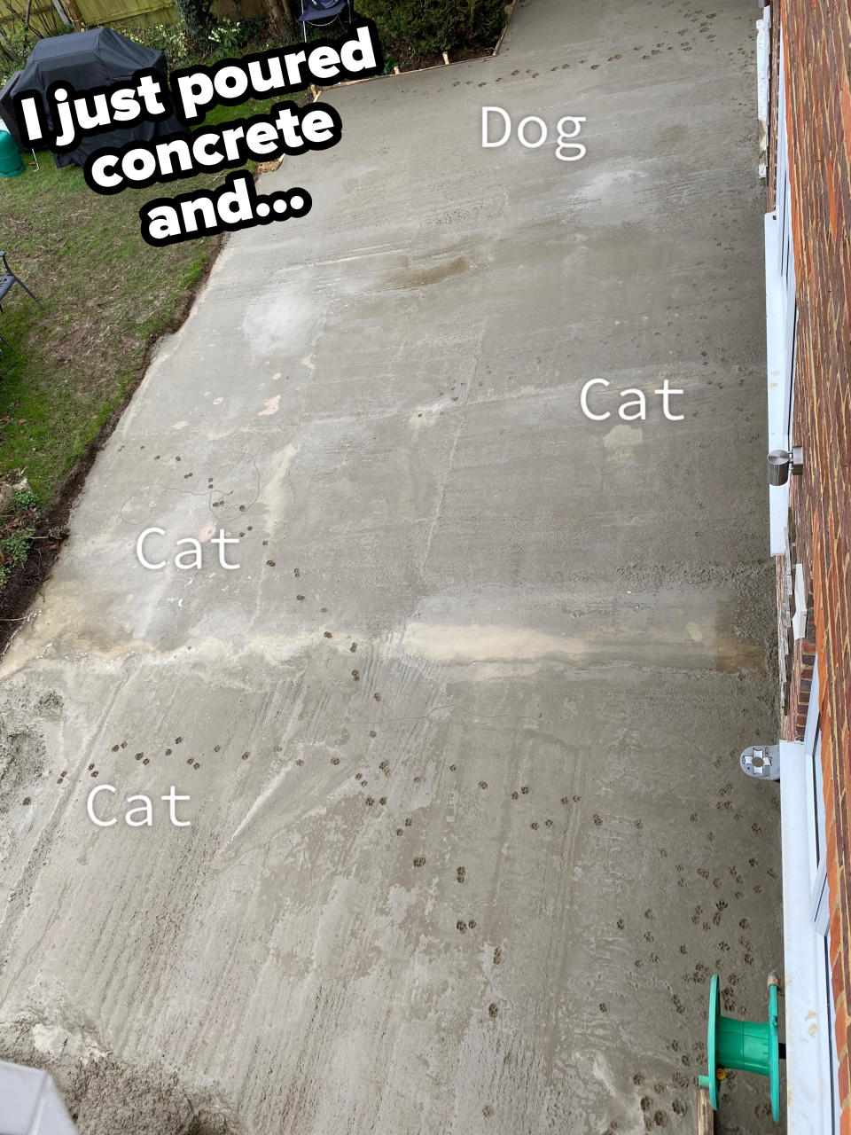 Fresh concrete sidewalk with paw prints; labeled "Dog" near large prints and "Cat" by smaller prints