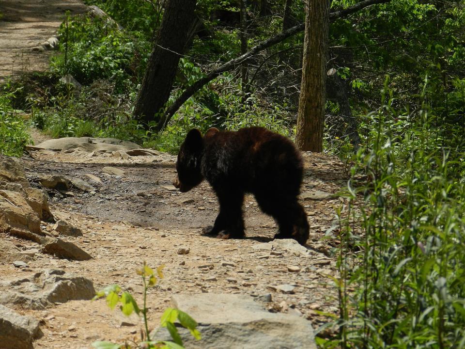 A yearling bear cub on the trail to Abrams Falls in Cades Cove, one of the most popular destinations in the Great Smoky Mountains National Park. Photo by Lisa Barger